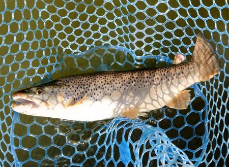 ナイスサイズ連発！ ～岡崎トラウトポンド～